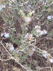 Lobostemon glaucophyllus
