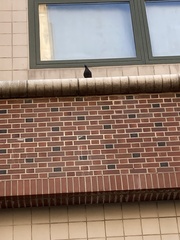 Columba livia