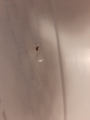 Trachelas tranquillus