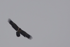 Gypaetus barbatus barbatus