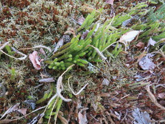 Lycopodium lagopus