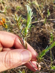 Lasiosiphon canoargenteus