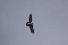 Gypaetus barbatus barbatus