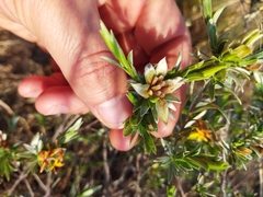 Lasiosiphon canoargenteus