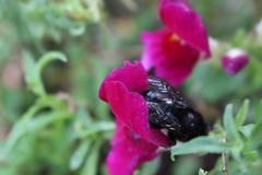 Xylocopa californica arizonensis
