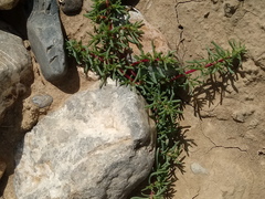 Halogeton sativus