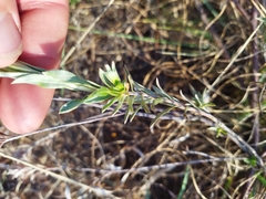 Lasiosiphon canoargenteus