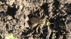 Lasioglossum pilosum