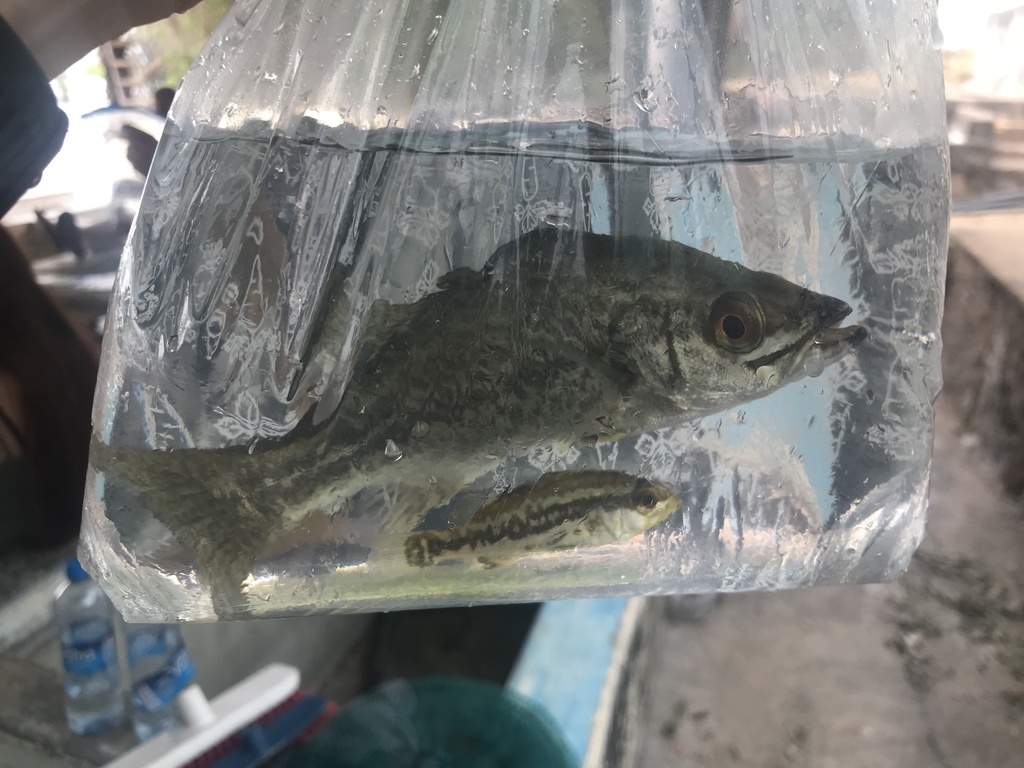Bigeye lates (Lates mariae) — Latidae