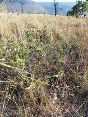 Lasiosiphon canoargenteus