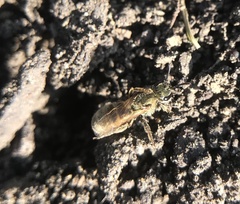 Lasioglossum pilosum