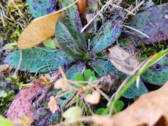 Pilosella caespitosa