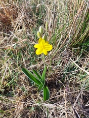 Hypoxis obtusa