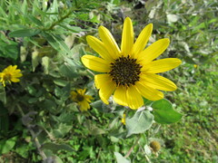 Helianthus mollis