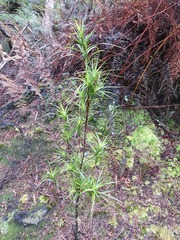 Dracophyllum sinclairii