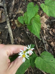 Eurybia divaricata