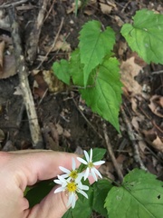 Eurybia divaricata