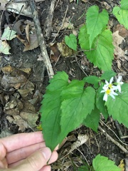Eurybia divaricata
