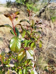 Heteropyxis natalensis