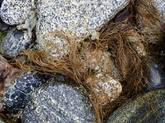 Desmarestia aculeata