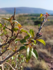 Heteropyxis natalensis