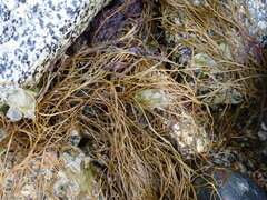 Desmarestia aculeata