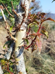 Heteropyxis natalensis