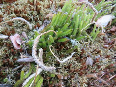 Lycopodium lagopus
