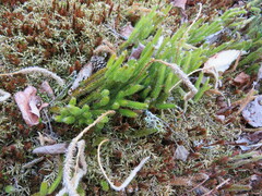 Lycopodium lagopus