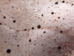 Coccomyces