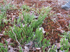 Lycopodium lagopus