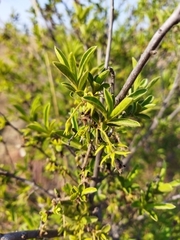 Diospyros lycioides