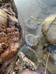 Anthopleura
