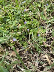 Torenia