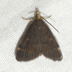 Loxostegopsis merrickalis