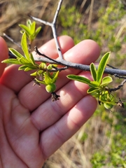 Diospyros lycioides