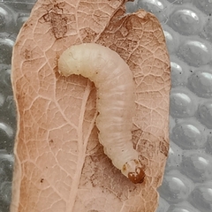 Plodia interpunctella