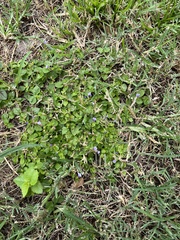Torenia