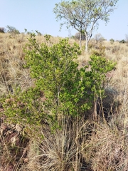 Diospyros lycioides