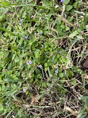 Torenia