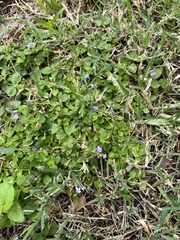 Torenia