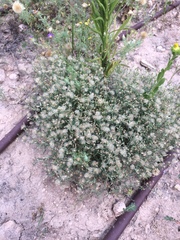 Erigeron divaricatus
