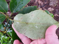 Pseudopanax arboreus