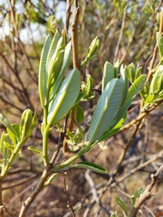 Ozoroa paniculosa