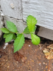 Ulmus