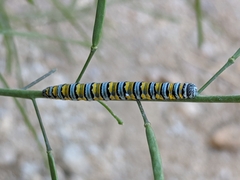 Pontia sisymbrii