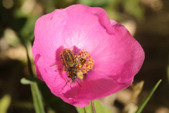 Astylus quadrilineatus