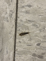 Ctenolepisma lineatum