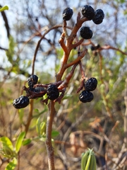 Ozoroa paniculosa