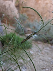 Pontia sisymbrii